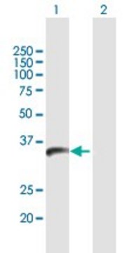 Anti-PPIL6 antibody produced in mouse purified immunoglobulin, buffered aqueous solution