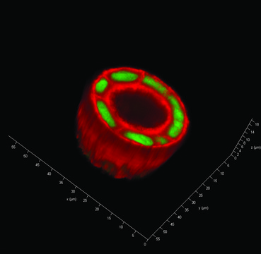 TrueGel3D Polymer Modified for fast gelling (FAST-DEXTRAN),allow cell recovery