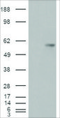 Anti-B7-H4 antibody produced in goat affinity isolated antibody, buffered aqueous solution