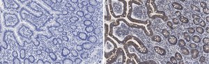 Anti-LONP1 Antibody, clone 1I18, ZooMAb&#174; Rabbit Monoclonal recombinant, expressed in HEK 293 cells