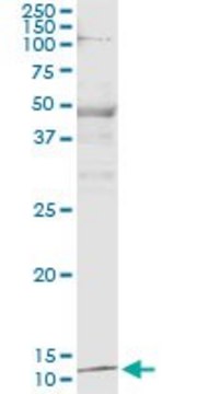 Monoclonal Anti-PTH, (C-terminal) antibody produced in mouse clone 2E4, purified immunoglobulin, buffered aqueous solution