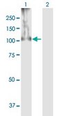 Anti-HIF1A antibody produced in mouse purified immunoglobulin, buffered aqueous solution