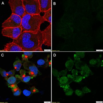 Anti-p-Upf1 (Ser1127) Antibody, clone 1C4-H1 ZooMAb&#174; Rabbit Monoclonal recombinant, expressed in HEK 293 cells