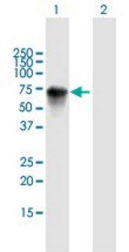 Anti-HRG antibody produced in mouse purified immunoglobulin, buffered aqueous solution