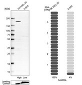 Anti-SAMD9L antibody produced in rabbit Prestige Antibodies&#174; Powered by Atlas Antibodies, affinity isolated antibody, buffered aqueous glycerol solution, Ab2