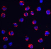 Anti-TRPC6 (ab2) antibody produced in rabbit affinity isolated antibody, buffered aqueous solution