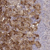 Anti-PCSK2 antibody produced in rabbit Prestige Antibodies&#174; Powered by Atlas Antibodies, affinity isolated antibody, buffered aqueous glycerol solution