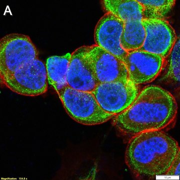 Anti-p-Cofilin (Ser3) Antibody, clone 5L4 ZooMAb&#174; Rabbit Monoclonal recombinant, expressed in HEK 293 cells