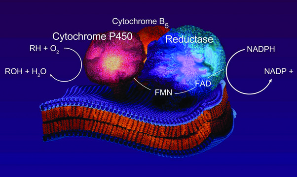 Cytochrome c Reductase (NADPH) Assay Kit 1&#160;kit sufficient for 100&#160;tests, determining cytochrome c reductase activity