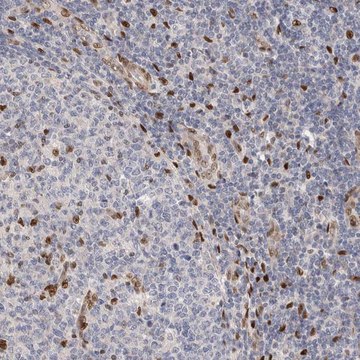 Anti-NSMAF antibody produced in rabbit Prestige Antibodies&#174; Powered by Atlas Antibodies, affinity isolated antibody, buffered aqueous glycerol solution, Ab2