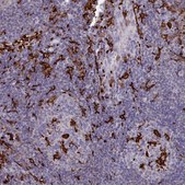 Anti-AIF1 antibody produced in rabbit Prestige Antibodies&#174; Powered by Atlas Antibodies, affinity isolated antibody, buffered aqueous glycerol solution