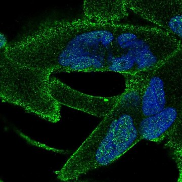 Anti-ANKRA2 antibody produced in rabbit Prestige Antibodies&#174; Powered by Atlas Antibodies, affinity isolated antibody