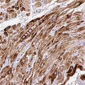 Anti-PAM antibody produced in rabbit Prestige Antibodies&#174; Powered by Atlas Antibodies, affinity isolated antibody, buffered aqueous glycerol solution
