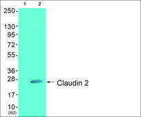 Anti-Claudin 2 antibody produced in rabbit affinity isolated antibody