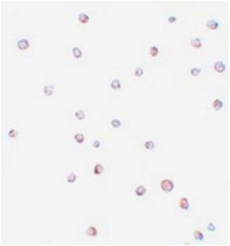 Anti-USP10 Antibody from rabbit, purified by affinity chromatography