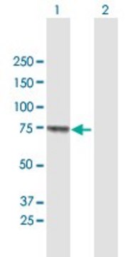 Anti-MUC20 antibody produced in mouse purified immunoglobulin, buffered aqueous solution