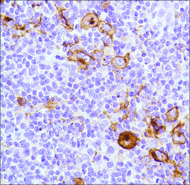 Anti-CD15 antibody, Rabbit monoclonal recombinant, expressed in proprietary host, clone SP159, affinity isolated antibody