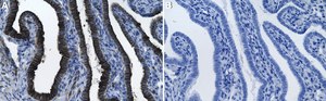 Anti-TUBB6 Antibody, clone 1F12 ZooMAb&#174; Rabbit Monoclonal recombinant, expressed in HEK 293 cells