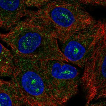Anti-CACNG6 antibody produced in rabbit Prestige Antibodies&#174; Powered by Atlas Antibodies, affinity isolated antibody