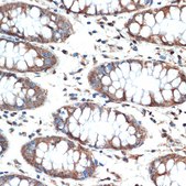 Anti-MUC4 Antibody, clone 5J3R7, Rabbit Monoclonal