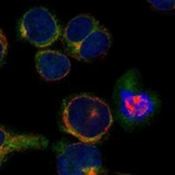 Anti-TACC1 antibody produced in rabbit Prestige Antibodies&#174; Powered by Atlas Antibodies, affinity isolated antibody, buffered aqueous glycerol solution