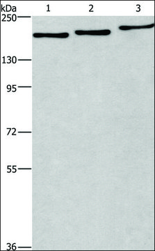 Anti-BAG6 antibody produced in rabbit affinity isolated antibody