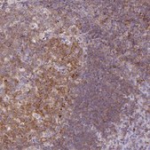 Anti-CD80 antibody produced in rabbit Prestige Antibodies&#174; Powered by Atlas Antibodies, affinity isolated antibody, buffered aqueous glycerol solution