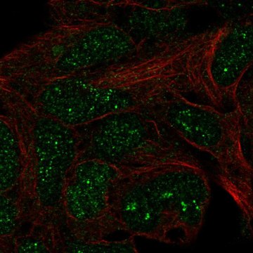Anti-TRMT11 antibody produced in rabbit Prestige Antibodies&#174; Powered by Atlas Antibodies, affinity isolated antibody