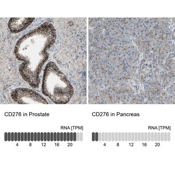 Anti-CD276 antibody produced in rabbit Ab1, Prestige Antibodies&#174; Powered by Atlas Antibodies, affinity isolated antibody, buffered aqueous glycerol solution