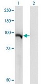 Monoclonal Anti-STAT5A, (N-terminal) antibody produced in mouse clone 1B12, purified immunoglobulin, buffered aqueous solution