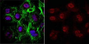 Anti-SKP1 Antibody, clone 3F3.1 clone 3F3.1, from mouse
