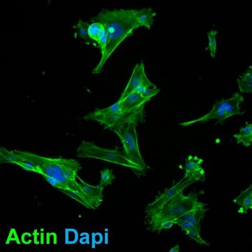 MCA205 Mouse Fibrosarcoma Cell Line MCA205 mouse fibrosarcoma cell line is an excellent model for studying immune response to tumor cells and the development of targeted cancer immunotherapies.