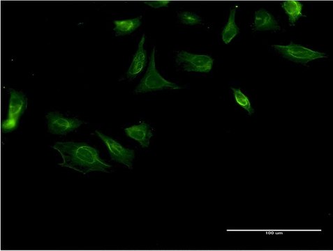 Monoclonal Anti-ITGA4 antibody produced in mouse clone 2G10, purified immunoglobulin, buffered aqueous solution