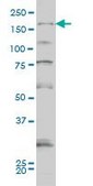 Monoclonal Anti-SYNJ1 antibody produced in mouse clone 1A2, ascites fluid