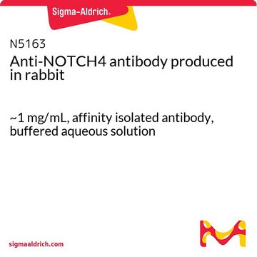 Anti-NOTCH4 antibody produced in rabbit ~1&#160;mg/mL, affinity isolated antibody, buffered aqueous solution