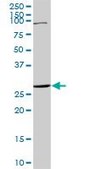 Anti-TNFRSF18 antibody produced in rabbit purified immunoglobulin, buffered aqueous solution