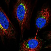 Anti-NETO2 antibody produced in rabbit Prestige Antibodies&#174; Powered by Atlas Antibodies, affinity isolated antibody, buffered aqueous glycerol solution