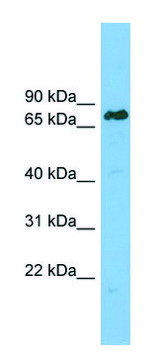 Anti-LBR antibody produced in rabbit affinity isolated antibody