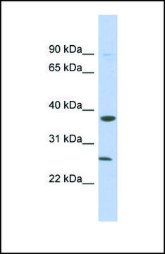 Anti-MYD88, (N-terminal) antibody produced in rabbit affinity isolated antibody