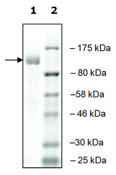 UBE1 active human recombinant, expressed in baculovirus infected Sf9 cells, &#8805;80% (SDS-PAGE)