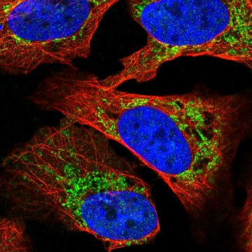 Anti-SLC16A12 antibody produced in rabbit Prestige Antibodies&#174; Powered by Atlas Antibodies, affinity isolated antibody, buffered aqueous glycerol solution