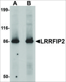 Anti-LRRFIP2 antibody produced in rabbit affinity isolated antibody