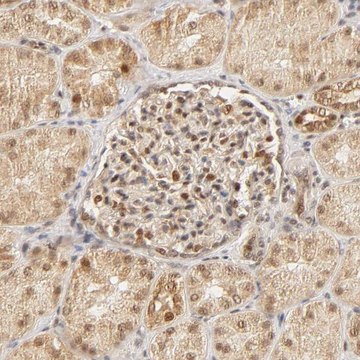Anti-TAF10 antibody produced in rabbit Prestige Antibodies&#174; Powered by Atlas Antibodies, affinity isolated antibody, buffered aqueous glycerol solution