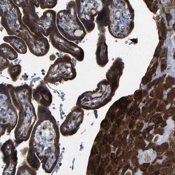 Anti-P3H2 antibody produced in rabbit Prestige Antibodies&#174; Powered by Atlas Antibodies, affinity isolated antibody, buffered aqueous glycerol solution