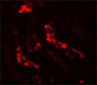 Anti-ATG3 antibody produced in rabbit affinity isolated antibody, buffered aqueous solution
