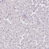 Anti-TMEM119 antibody produced in rabbit Prestige Antibodies&#174; Powered by Atlas Antibodies, affinity isolated antibody, buffered aqueous glycerol solution