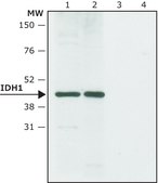 Anti-IDH1 antibody produced in rabbit ~1.0&#160;mg/mL, affinity isolated antibody