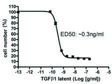 TGF-&#946;1 Latent human recombinant, expressed in FreeStyle&#8482; 293-F cells, &#8805;98% (SDS-PAGE)