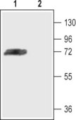 Anti-Potassium Channel Kv4.3 antibody produced in rabbit affinity isolated antibody, lyophilized powder
