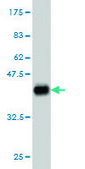 Monoclonal Anti-NIPBL antibody produced in mouse clone 3B9, purified immunoglobulin, buffered aqueous solution